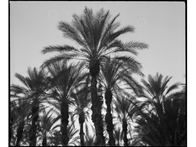 ca_1200wm_palms-12