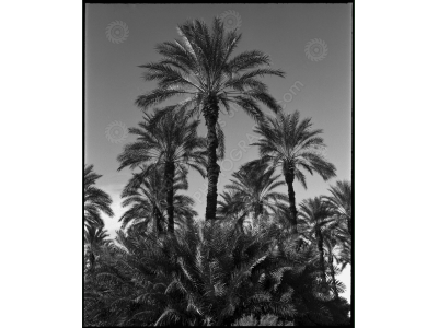 ca_1200wm_palms-2