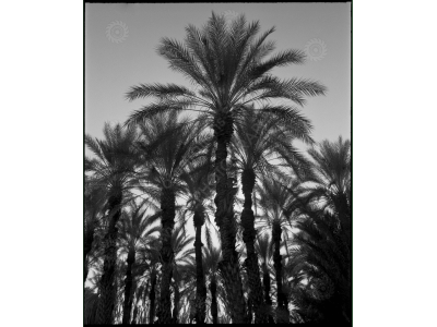 ca_1200wm_palms-3