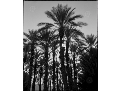 ca_1200wm_palms-5